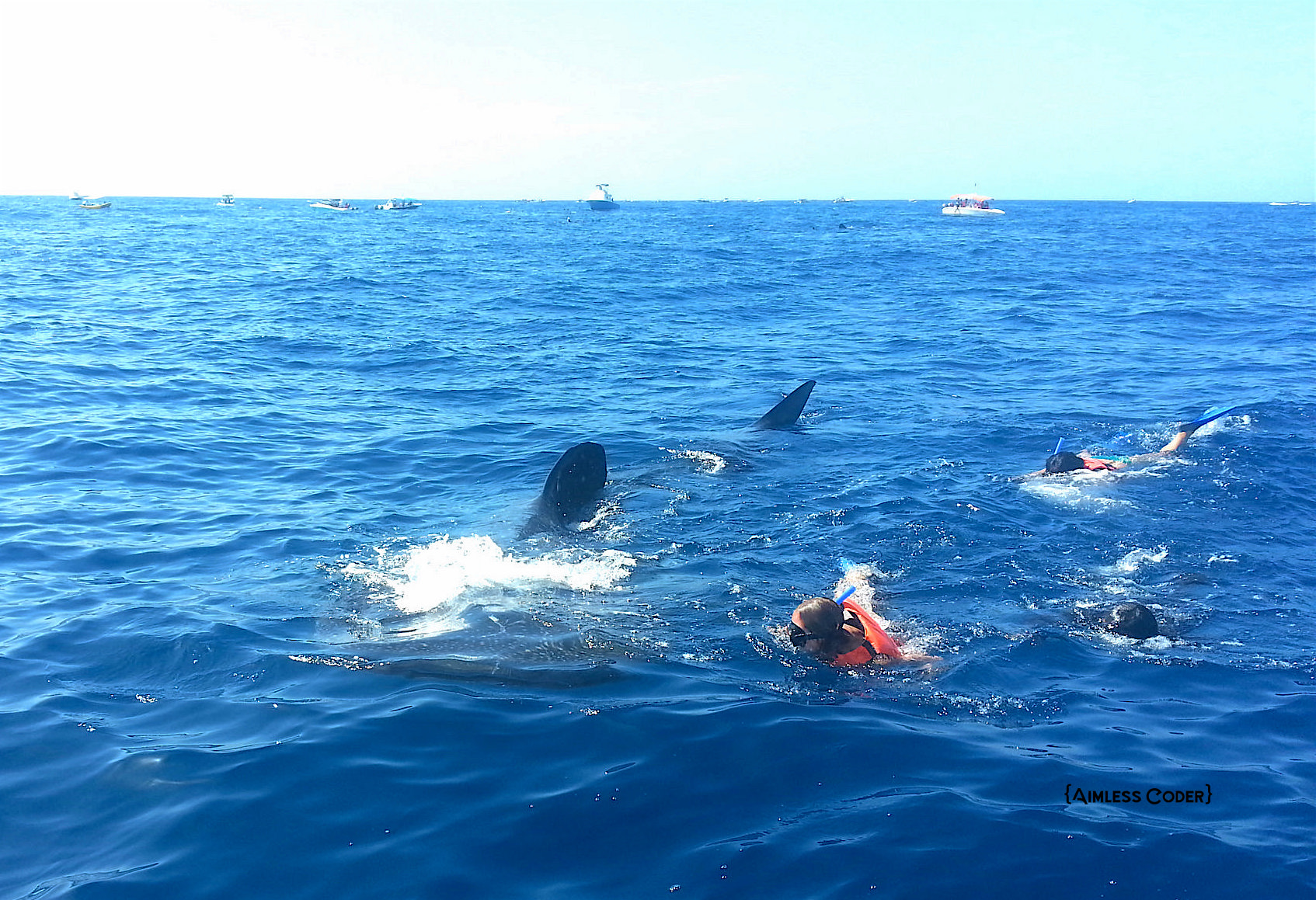whale sharks